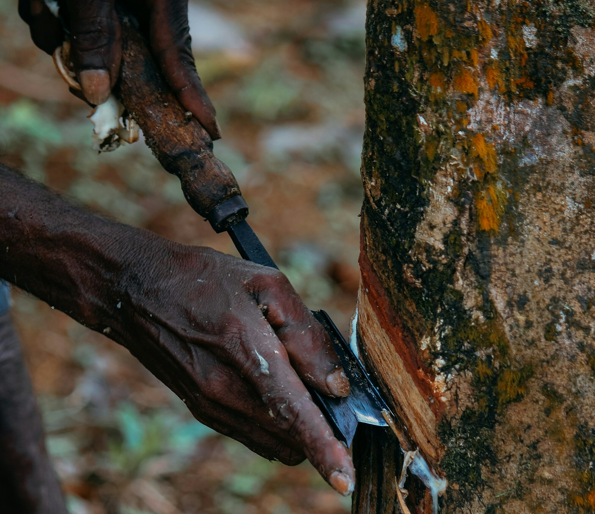 Récupération de caoutchouc naturel